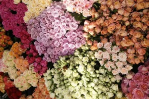 beautiful Flowers