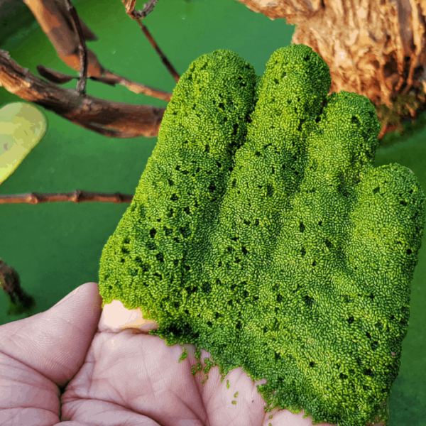 wolffia plant, duckweed, wolffia globosa