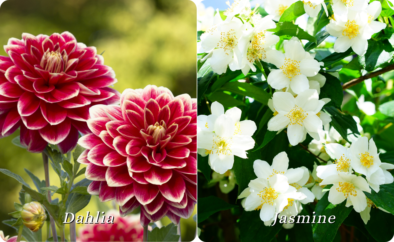 Flowers that bloom in Auguat, seasonal flower