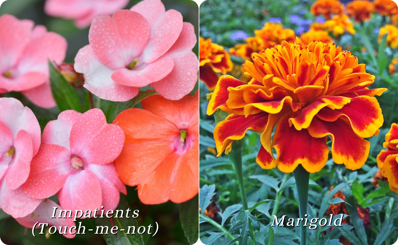 Flowers that bloom in May, seasonal flower