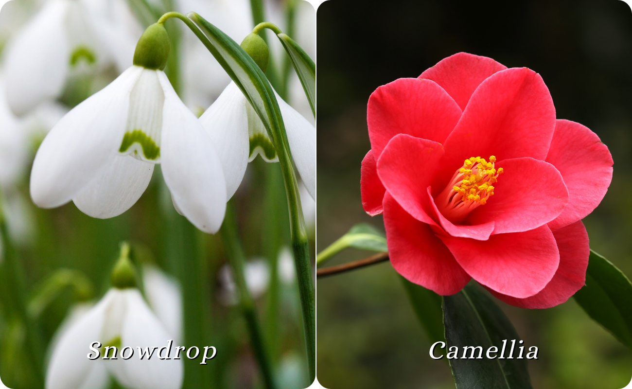 January flowers that bloom in Malaysia, seasonal flowers