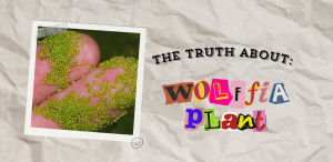 wolffia plant, duckweed, wolffia globosa