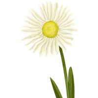 flower for friendship