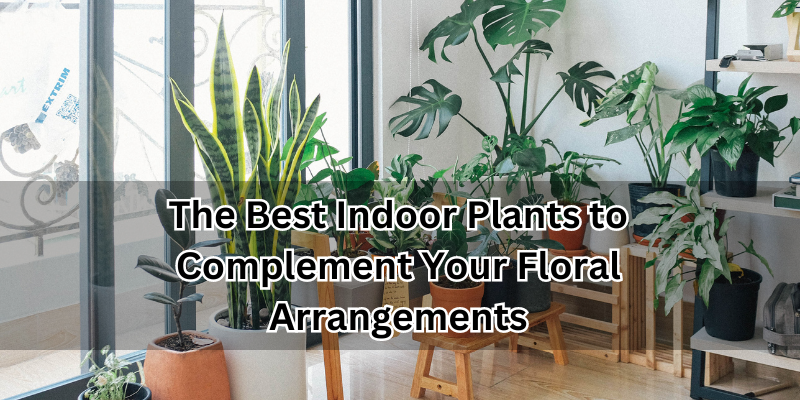 Best Indoor Plants
