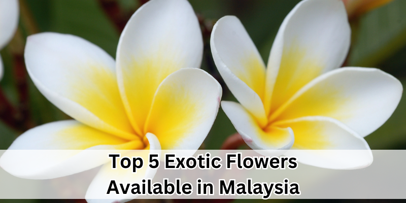 Exotic Flowers