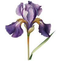 flower for friendship