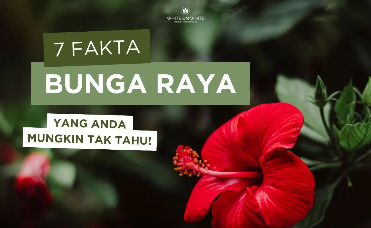 7 Fakta Menarik Bunga Raya, Bunga Kebangsaan Malaysia