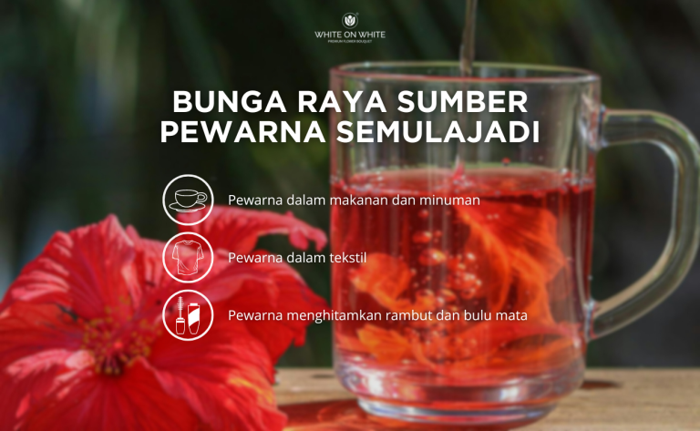 Bunga Raya Sumber Pewarna Semulajadi, 7 Fakta Menarik tentang Bunga Raya, Bunga Kebangsaan Malaysia