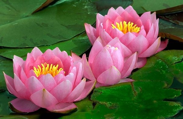 Iran's National Flower is the Water Lily, national flowers olympic country