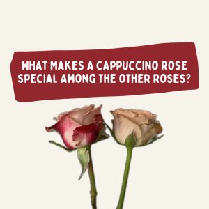 What Makes A Cappuccino Rose Special Among The Other Roses