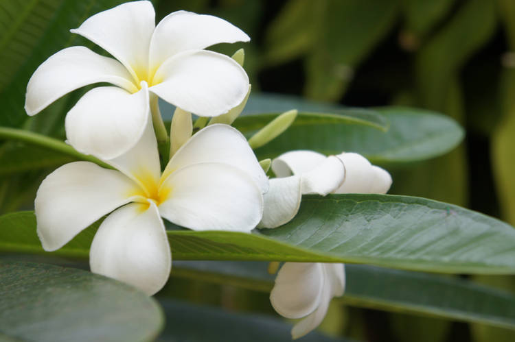 national flower of philippines sampaguita