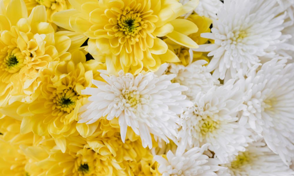 Double Ninth Festival