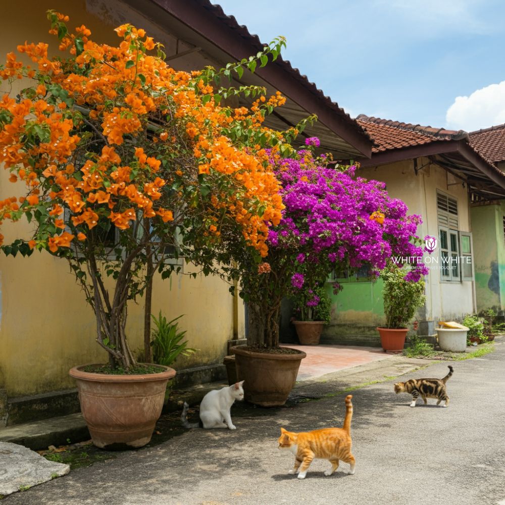 bougainvillae in front of house, The Best Flowers for Hot Weather like Malaysia