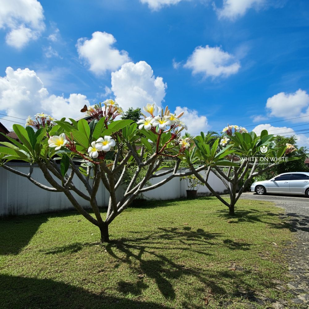 frangipani in the yard, The Best Flowers for Hot Weather like Malaysia