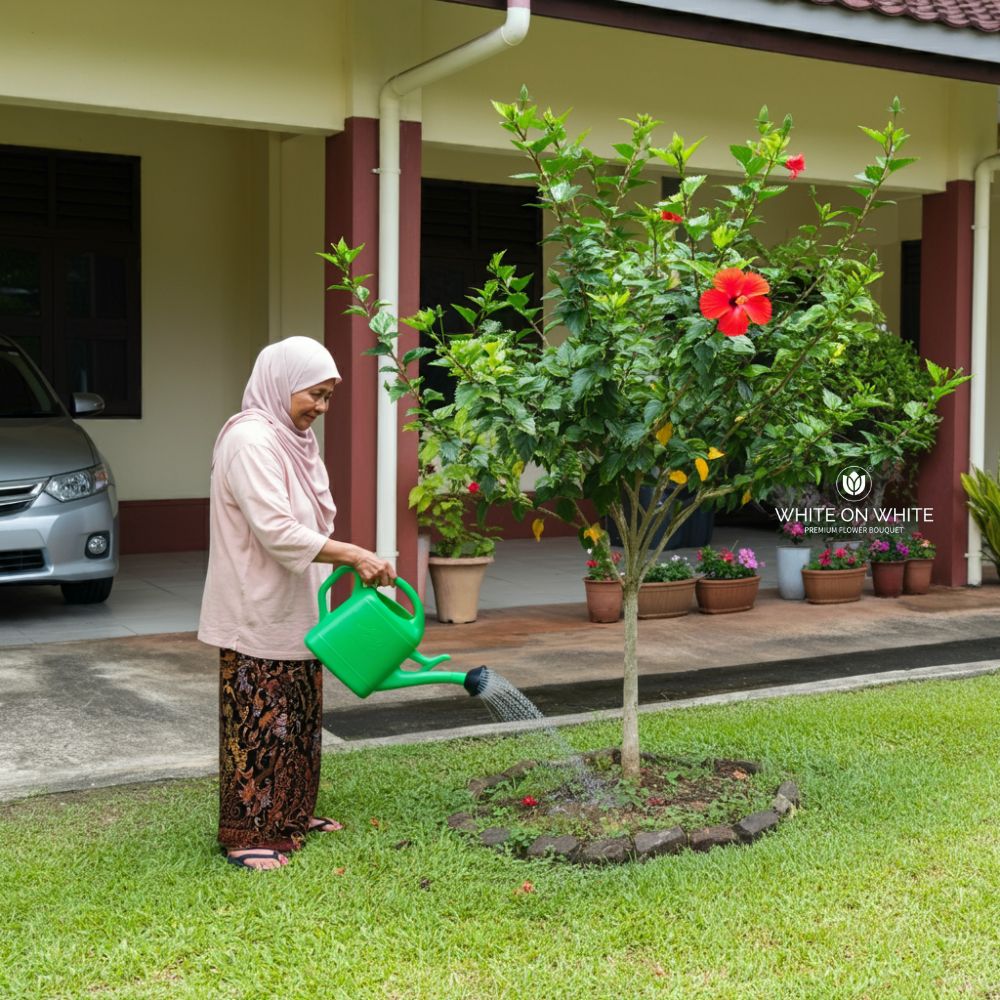 malay lady is watering the hibiscus, The Best Flowers for Hot Weather like Malaysia