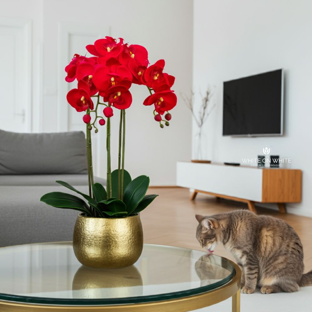 red orchid in a living room with cat, hiasan bunga dalam rumah, hiasan bunga orked merah dalam rumah