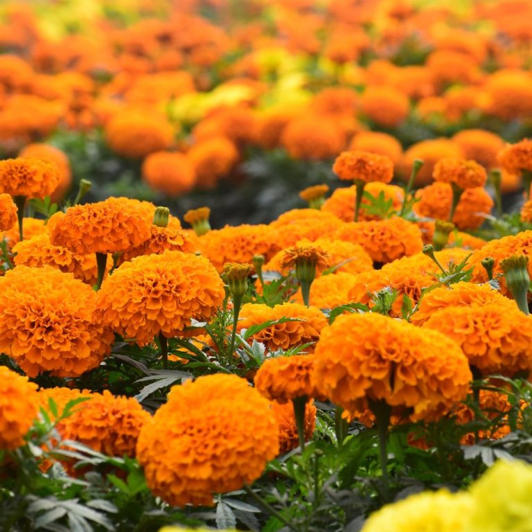 Marigolds with green leaves, perfect for thanksgiving flowers