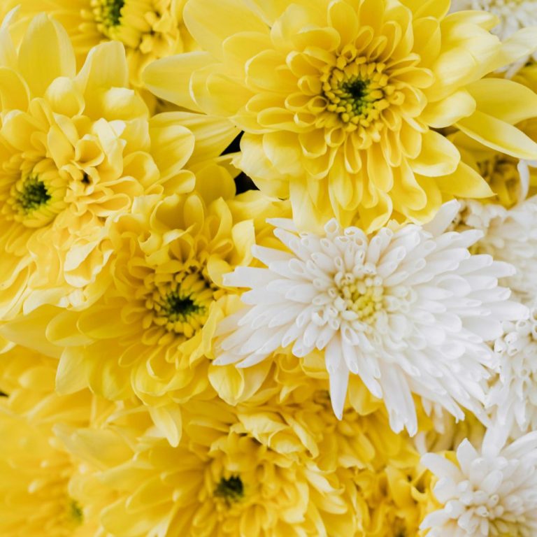 White and Yellow Chrysanthemum, perfect for thanksgiving flowers