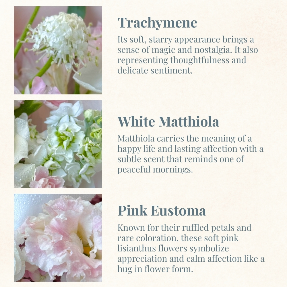 Trachymene meaning, white matthiola meaning, pink eustoma meaning