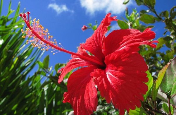 Bunga raya bunga kebangsaan Malaysia national flowers olympic country, Bunga raya bunga kebangsaan Malaysia