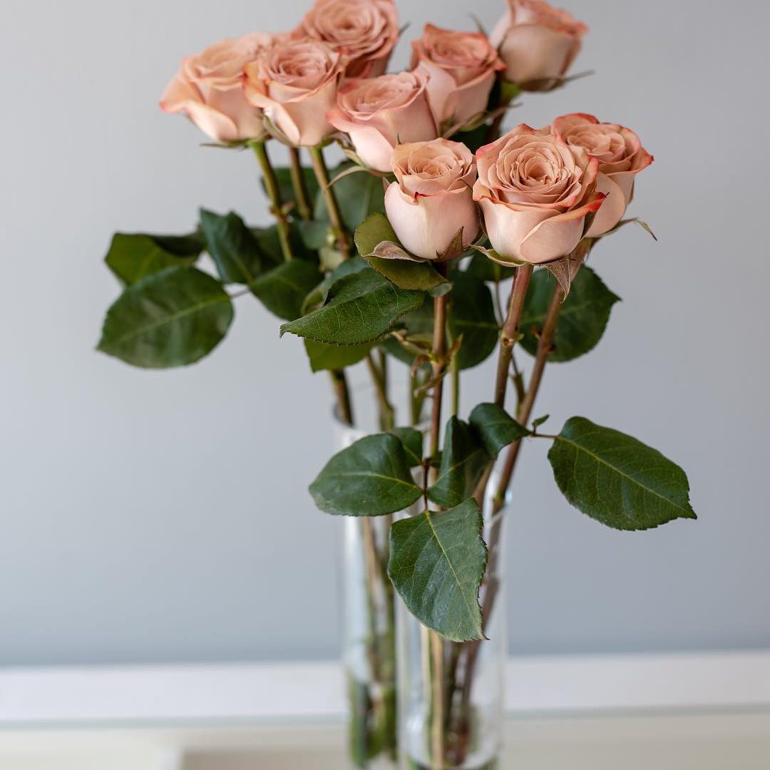 China Cappucino Rose China Cappucino Rose
