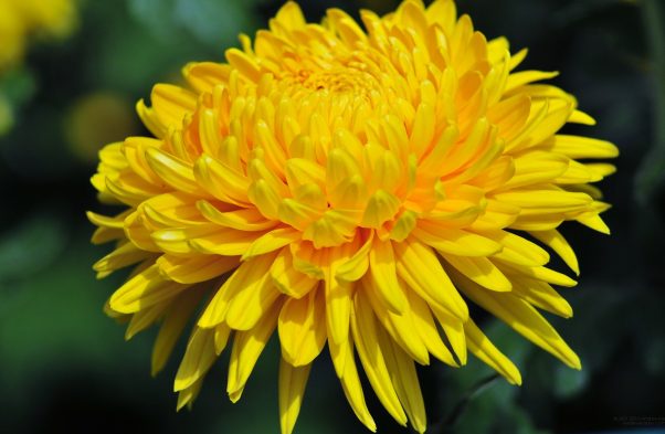 Chrysanthemum-Yellow national flowers olympic country