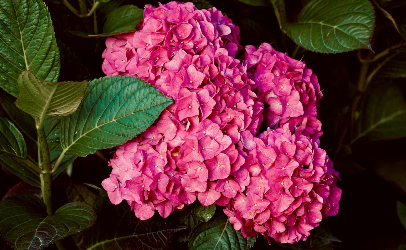 Fresh pink Hydrangeas