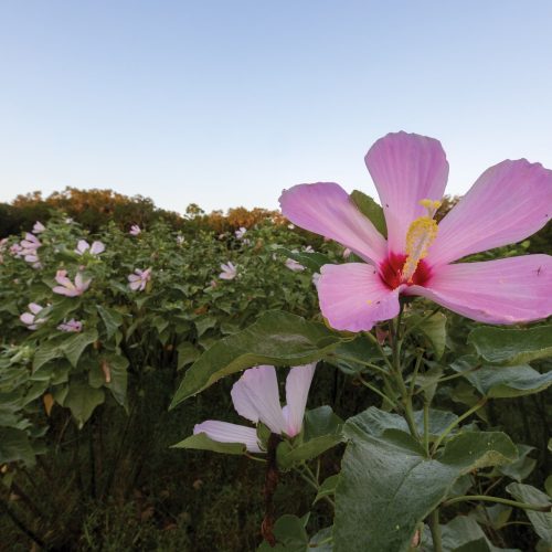Hibiscus grandiflorus Hibiscus grandiflorus