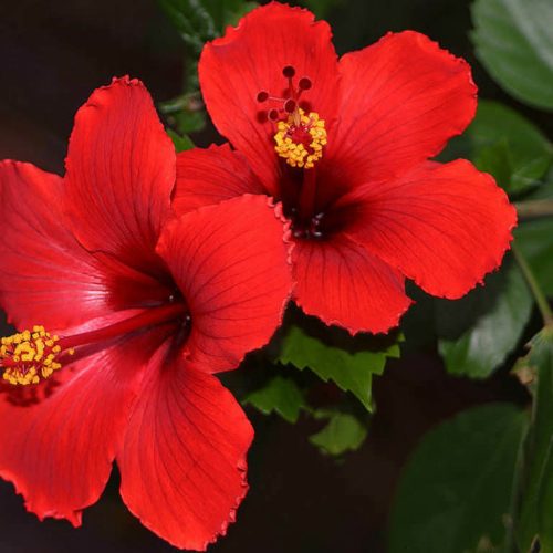 Hibiscus rosa-sinensis Hibiscus rosa-sinensis