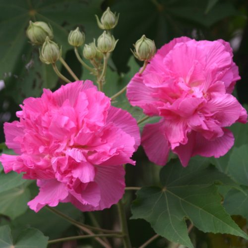 Hibiscusmutabilis Hibiscusmutabilis