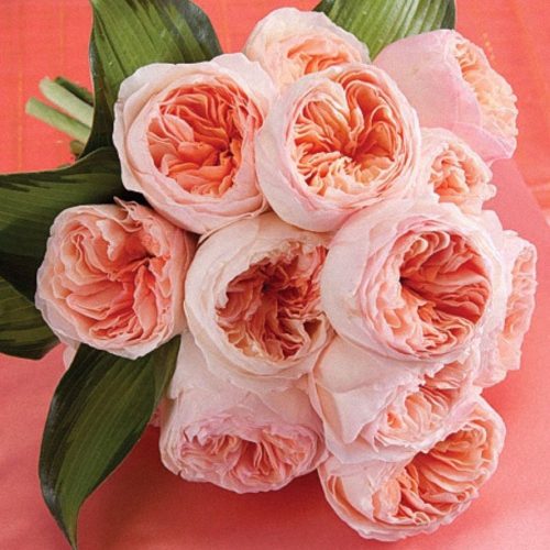 Juliet-Rose-Garden-Rose_David-Austin Juliet-Rose-Garden-Rose_David-Austin