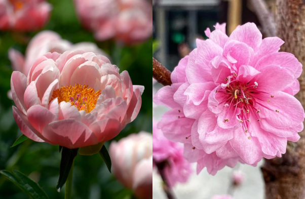 National flower of China PeonyPlum blossom National flower of China PeonyPlum blossom, national flowers olympic country