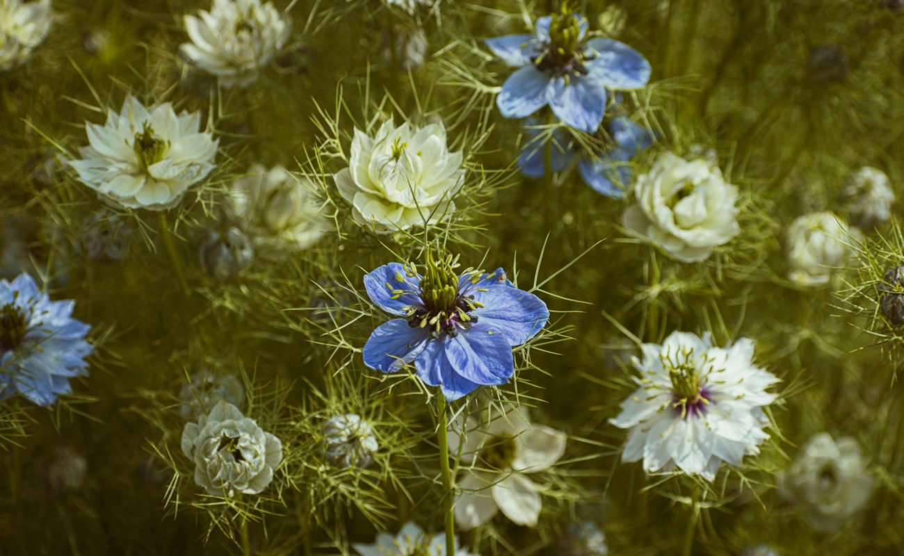These Flowers Surprisingly Stay Fresh For The Longest Time