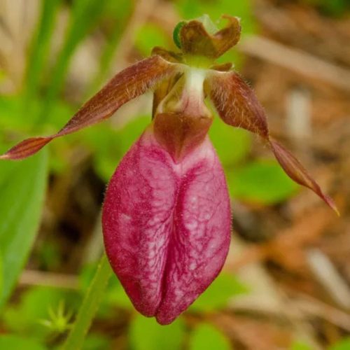 Pink Lady’s Slipper Orchid Pink Lady’s Slipper Orchid, expensive flowers