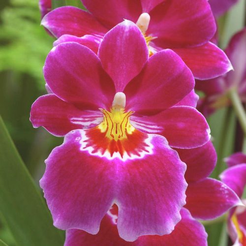 Pink tahitian orchid Pink tahitian orchid, expensive flowers