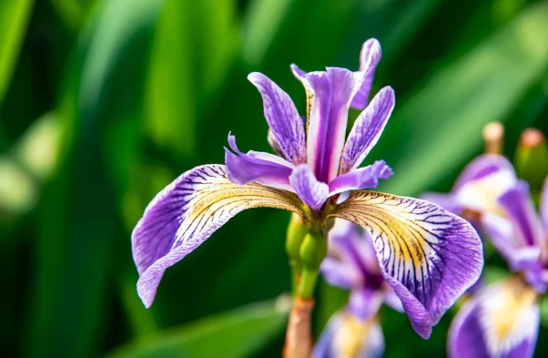 Purple-iris-flower-plant Purple-iris-flower-plant