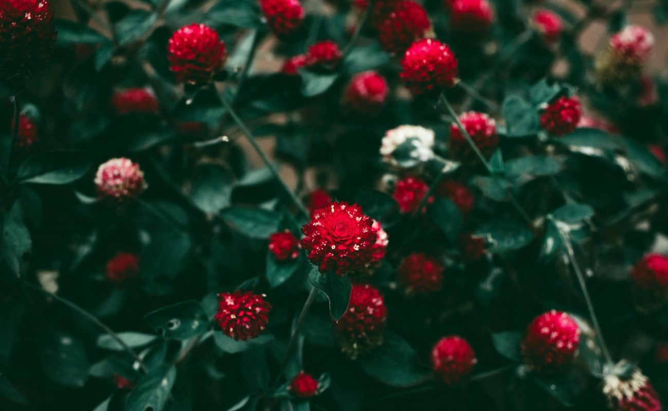 These Flowers Surprisingly Stay Fresh For The Longest Time