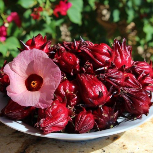 Roselle The-roselle-Hibiscus-sabdariffa