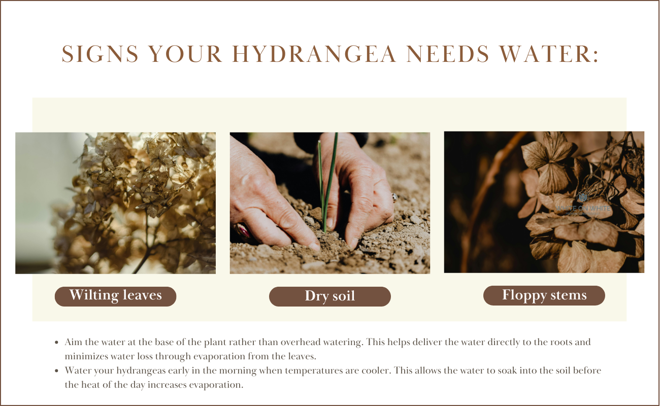 Signs your hydrangea needs water