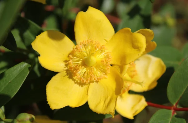 Tribulus_Omanese_Dubai_National_Flower Tribulus_Omanese_Dubai_National_Flower