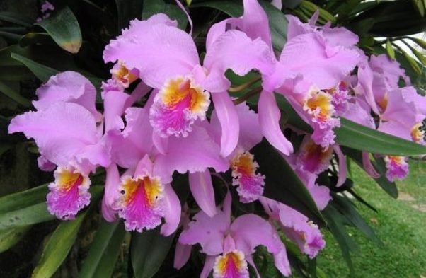 Venezuela’s National Flower is Cattleya Mossiae national flowers olympic country, Venezuela's National Flower is Cattleya Mossiae