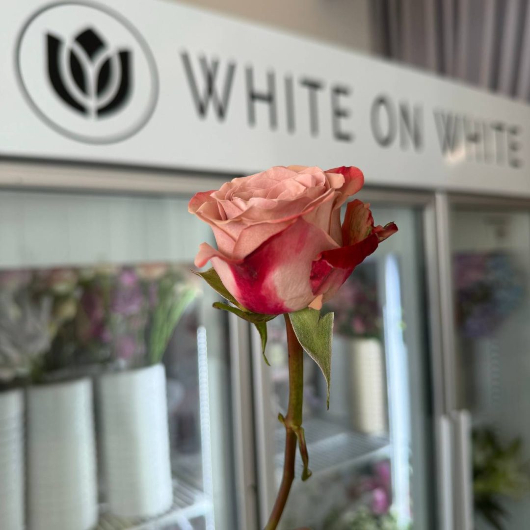 What makes a cappuccino rose special among other roses What makes a cappuccino rose special among other roses