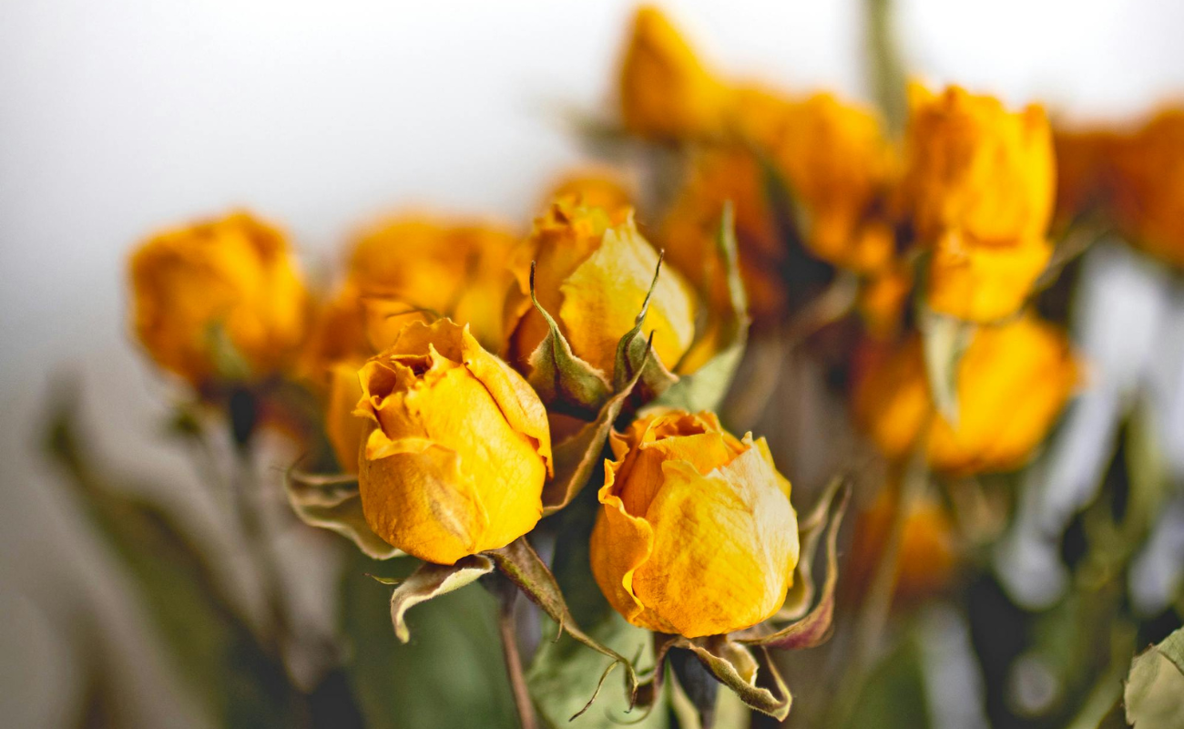 These Flowers Surprisingly Stay Fresh For The Longest Time
