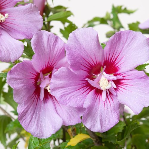 hibiscus-syriacus hibiscus-syriacus