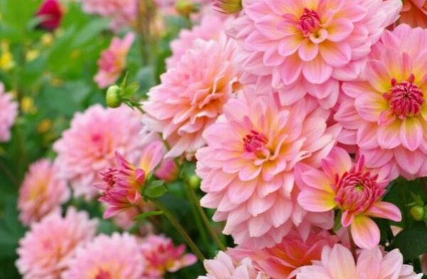 mexico dahlia national flower mexico dahlia national flower