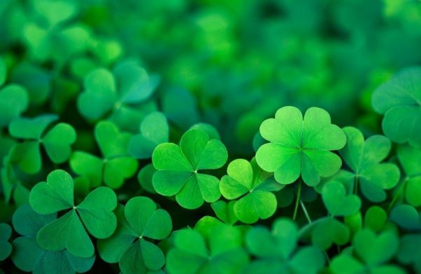 national flower of ireland shamrock national flower of ireland shamrock