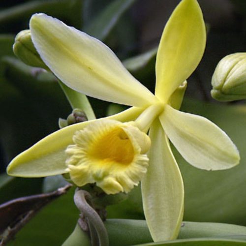 vanilla orchid flower vanilla orchid flower, expensive flowers