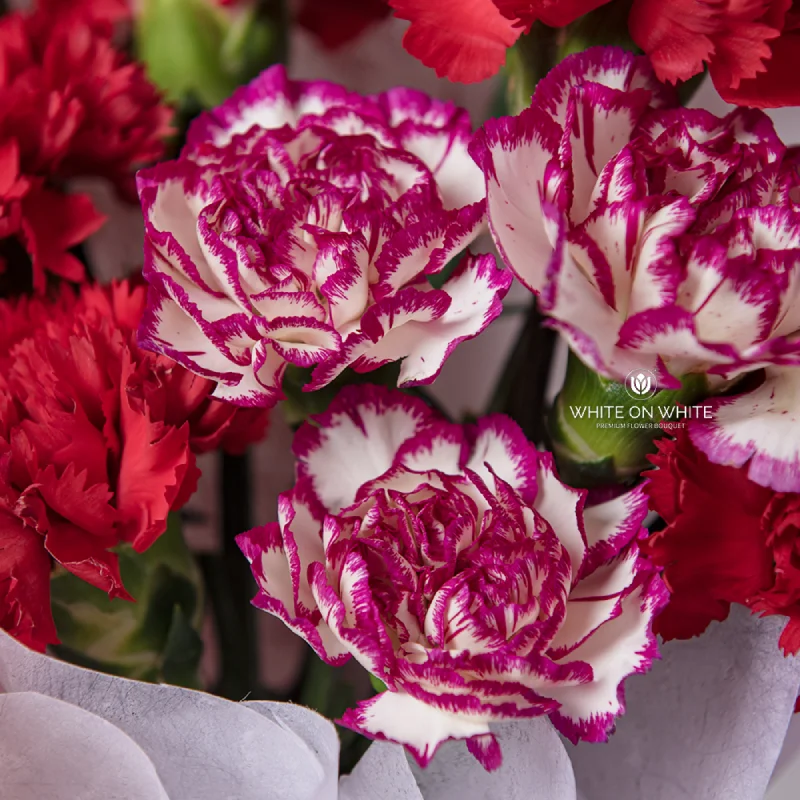 Close-up of pink and white carnations in a bouquet.