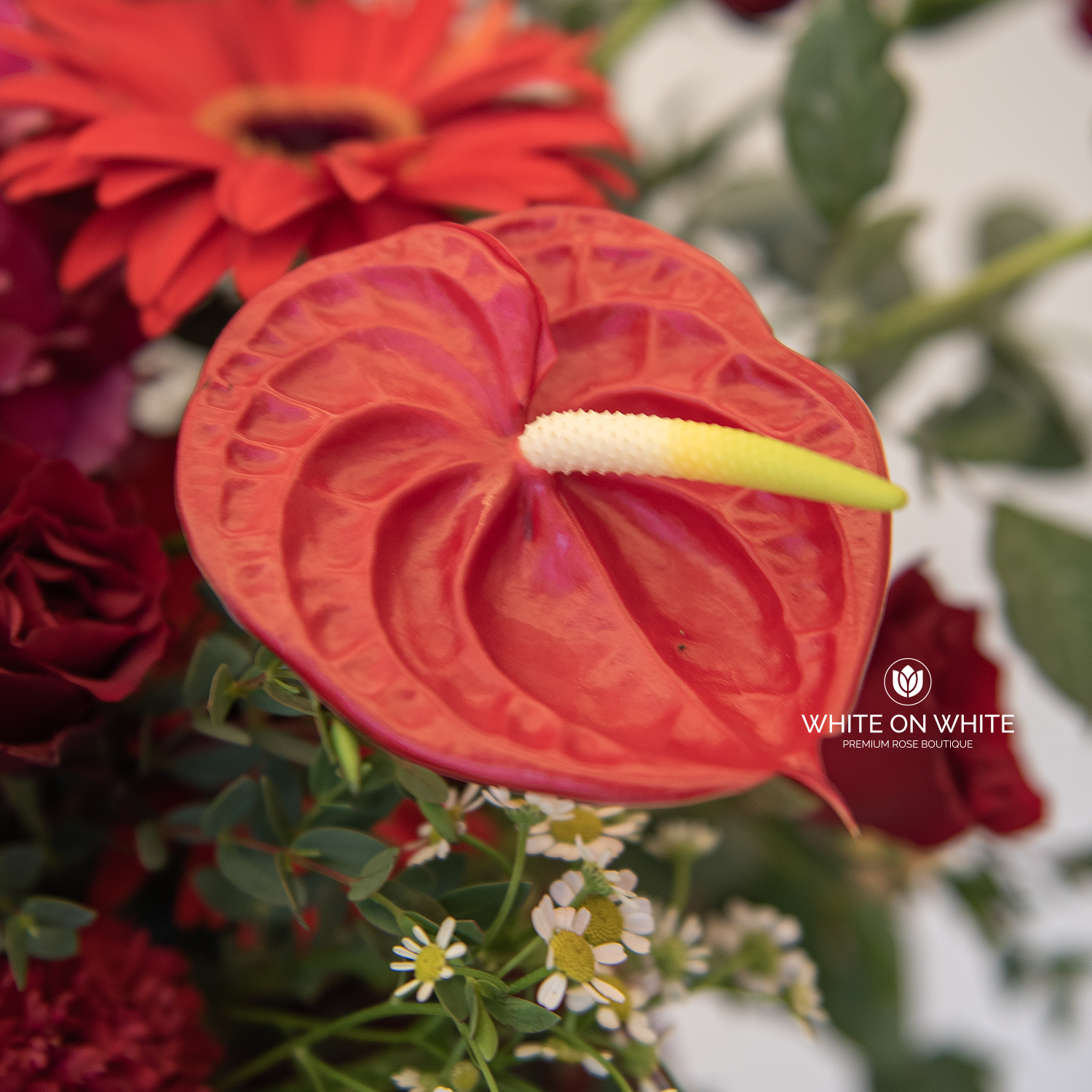 Heartiest Congratulations Heartiest Congratulations Opening Stand