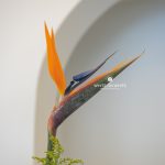 Flower Stand | Congratulations & Business Opening